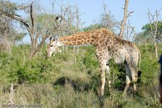 Giraffe (48 von 94).jpg